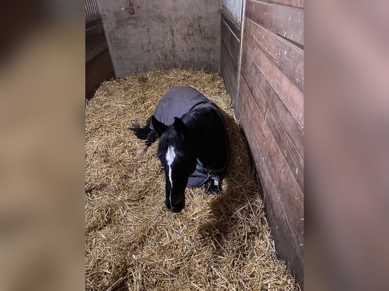 Westfaal Merrie 18 Jaar 160 cm Donkerbruin in Paderborn