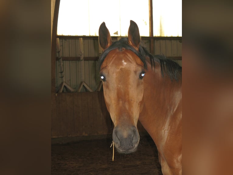 Westfaal Merrie 18 Jaar 163 cm Bruin in Frankenberg