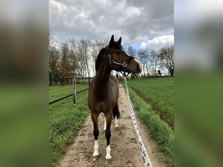 Westfaal Merrie 18 Jaar 164 cm Bruin in Nettetal