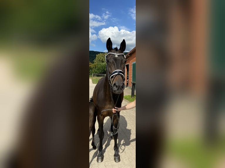 Westfaal Merrie 18 Jaar 164 cm Donkerbruin in Springe