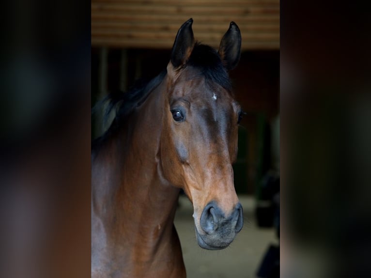 Westfaal Merrie 18 Jaar 165 cm Bruin in Bernkastel-Kues