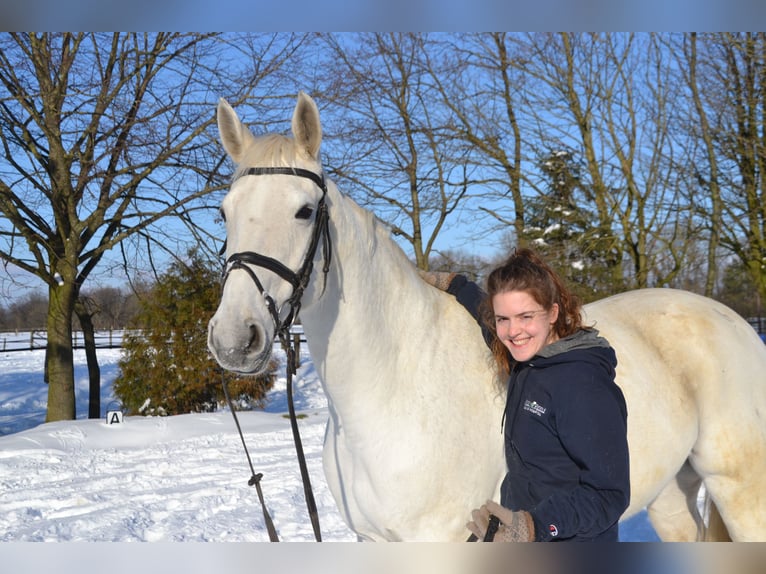 Westfaal Merrie 18 Jaar 165 cm Schimmel in Ascheberg