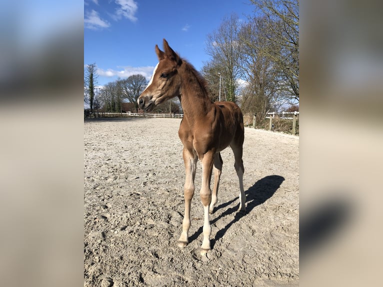 Westfaal Merrie 18 Jaar 167 cm Vos in Westerstede