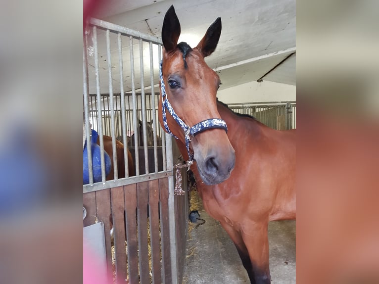 Westfaal Merrie 18 Jaar 168 cm Bruin in Dortmund