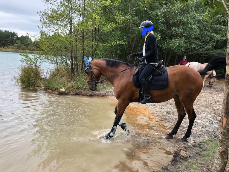 Westfaal Merrie 18 Jaar 168 cm Bruin in Dortmund