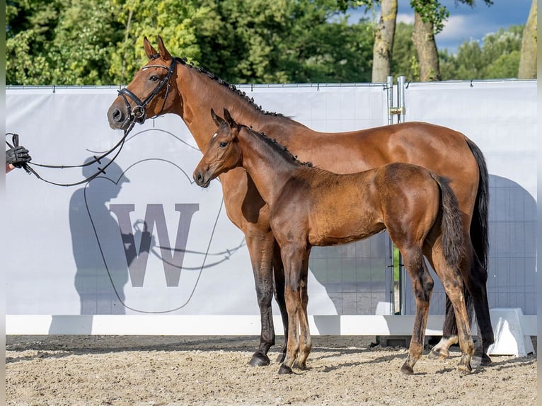 Westfaal Merrie 18 Jaar 170 cm  in Beckum