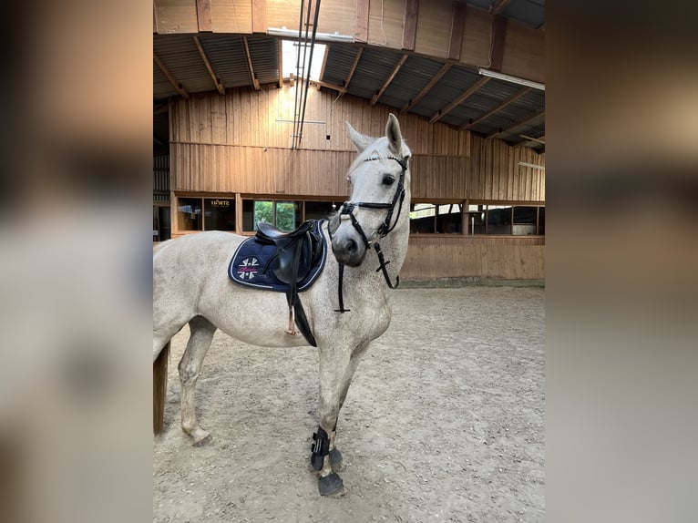 Westfaal Merrie 18 Jaar 170 cm Vliegenschimmel in LütjenholmOckholm