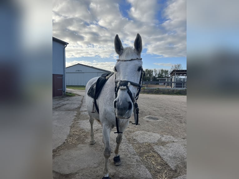 Westfaal Merrie 18 Jaar 170 cm Vliegenschimmel in LütjenholmOckholm