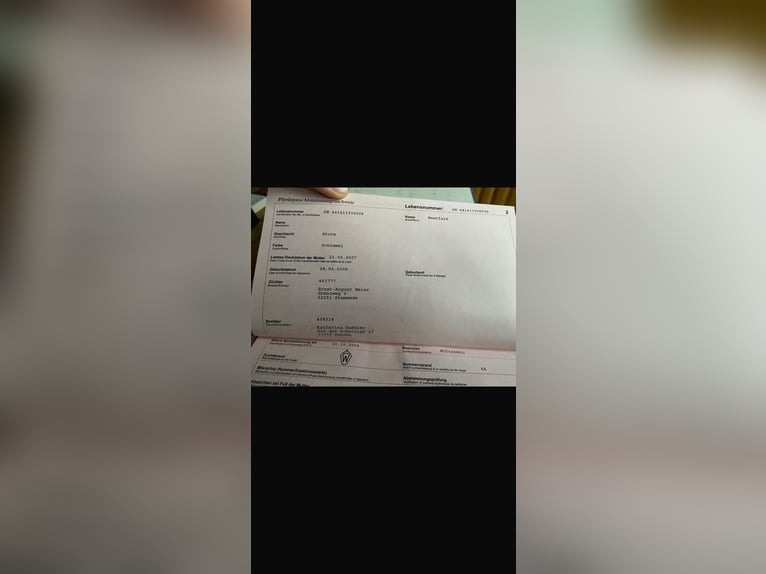 Westfaal Merrie 18 Jaar 170 cm Vliegenschimmel in LütjenholmOckholm