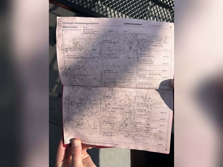 Westfaal Merrie 18 Jaar 170 cm Vos in Ehrenkirchen