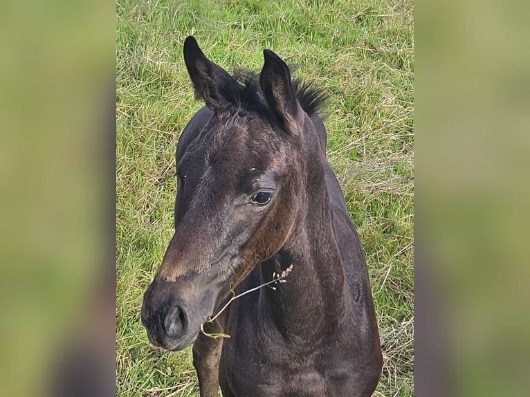 Westfaal Merrie 18 Jaar 170 cm Zwartbruin in Essen