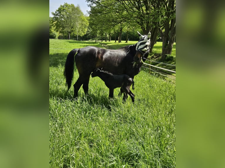 Westfaal Merrie 18 Jaar 170 cm Zwartbruin in Essen