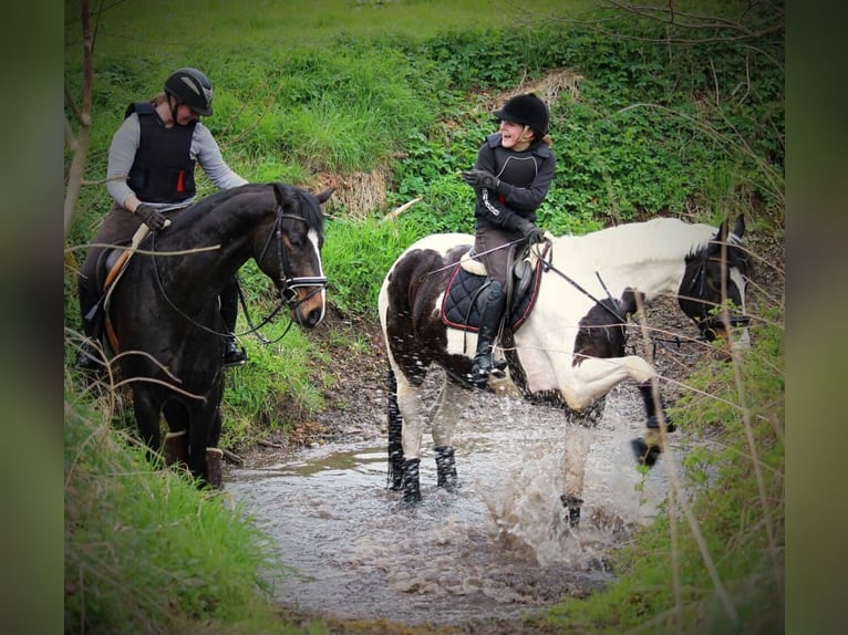 Westfaal Merrie 18 Jaar 174 cm Gevlekt-paard in Korntal-Münchingen