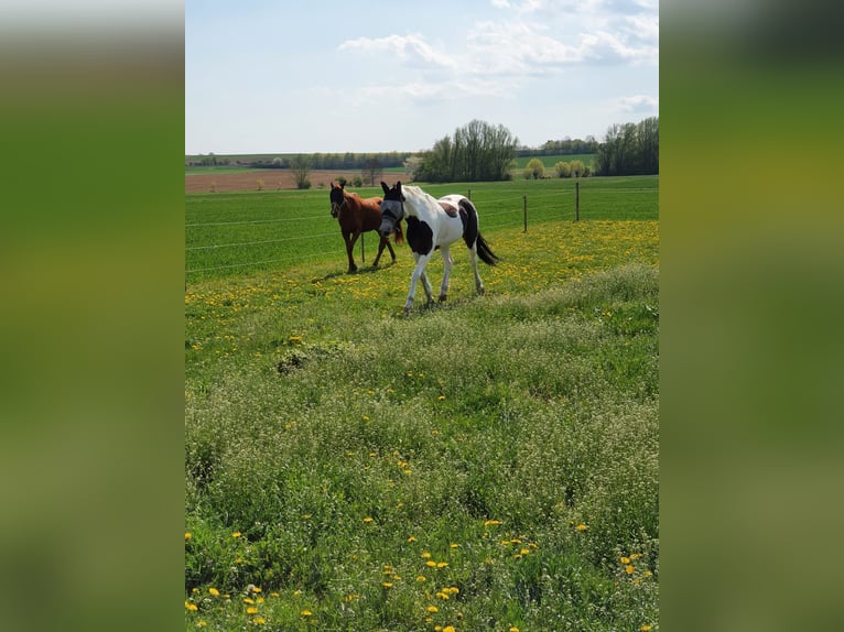 Westfaal Merrie 18 Jaar 174 cm Gevlekt-paard in Korntal-Münchingen