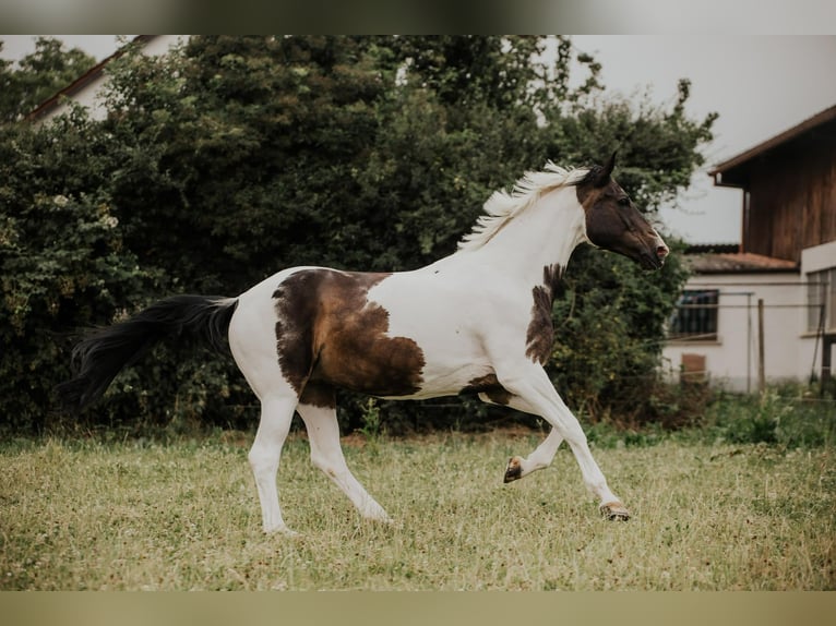 Westfaal Merrie 18 Jaar 174 cm Gevlekt-paard in Korntal-Münchingen