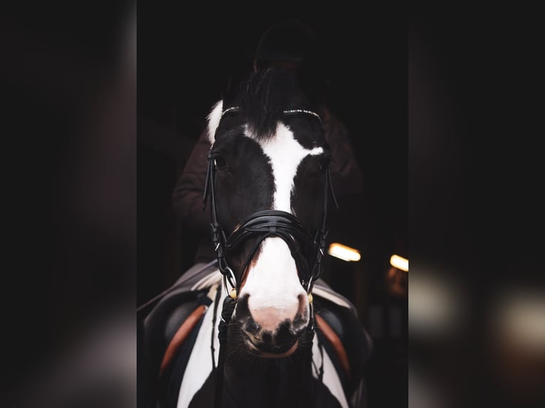 Westfaal Merrie 18 Jaar 174 cm Gevlekt-paard in Korntal-Münchingen