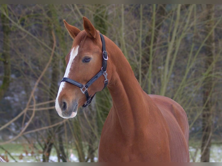 Westfaal Merrie 19 Jaar 160 cm Vos in Zolling