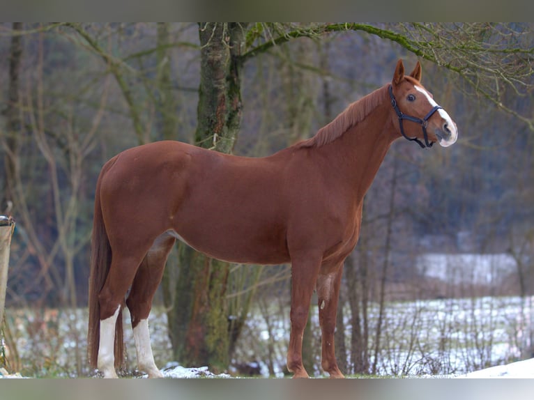 Westfaal Merrie 19 Jaar 160 cm Vos in Zolling