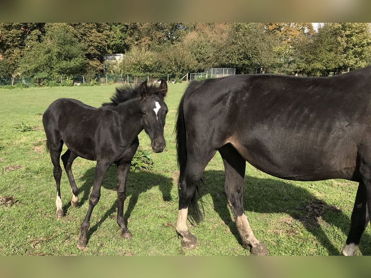 Westfaal Merrie 19 Jaar 164 cm Zwart in Langenberg