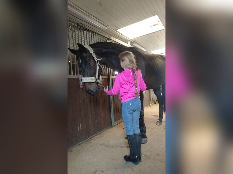 Westfaal Merrie 19 Jaar 165 cm Donkerbruin in Essen