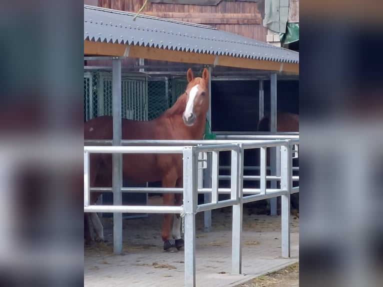 Westfaal Merrie 19 Jaar 165 cm Vos in Köln