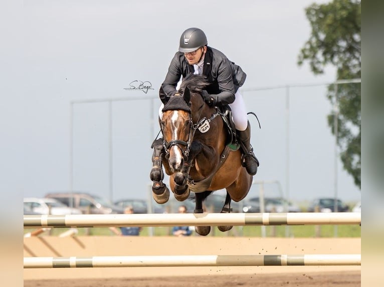 Westfaal Merrie 19 Jaar 167 cm Bruin in Ribnitz-Damgarten