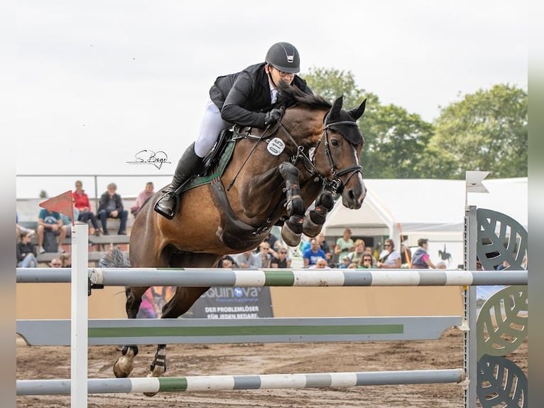Westfaal Merrie 19 Jaar 167 cm Bruin in Ribnitz-Damgarten