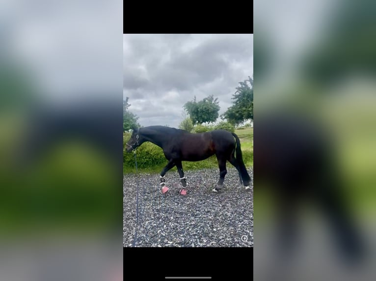 Westfaal Merrie 19 Jaar 168 cm Donkerbruin in Höxter