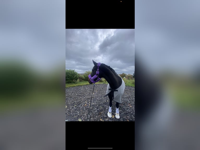 Westfaal Merrie 19 Jaar 168 cm Donkerbruin in Höxter