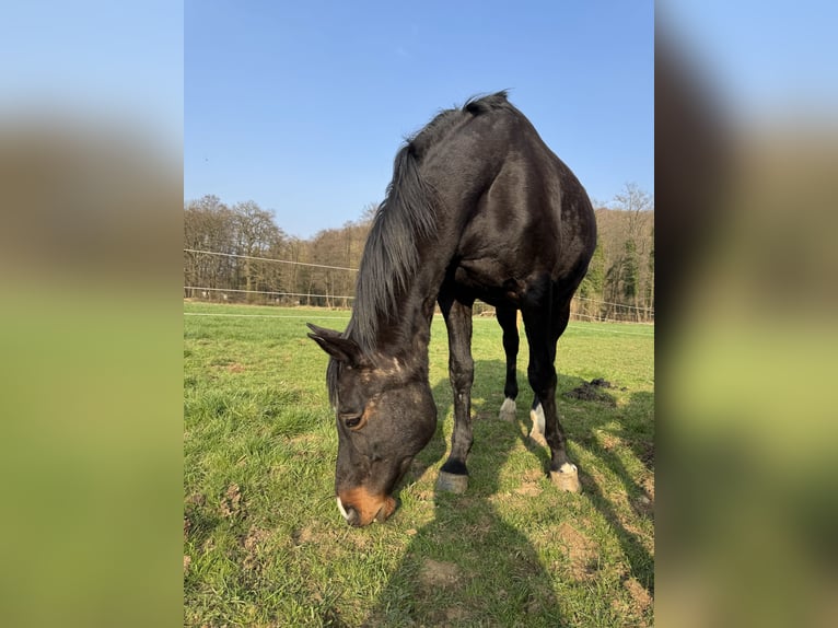 Westfaal Merrie 19 Jaar 169 cm Zwartbruin in Langerwehe
