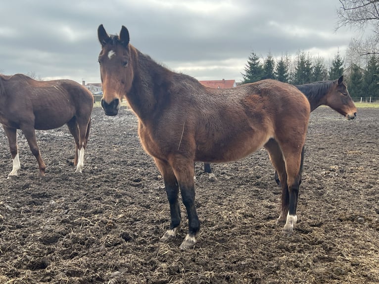 Westfaal Merrie 19 Jaar 170 cm Donkerbruin in Sa&#xDF;en-Trantow