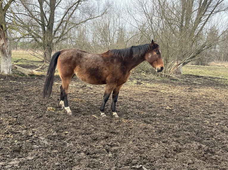 Westfaal Merrie 19 Jaar 170 cm Donkerbruin in Sa&#xDF;en-Trantow