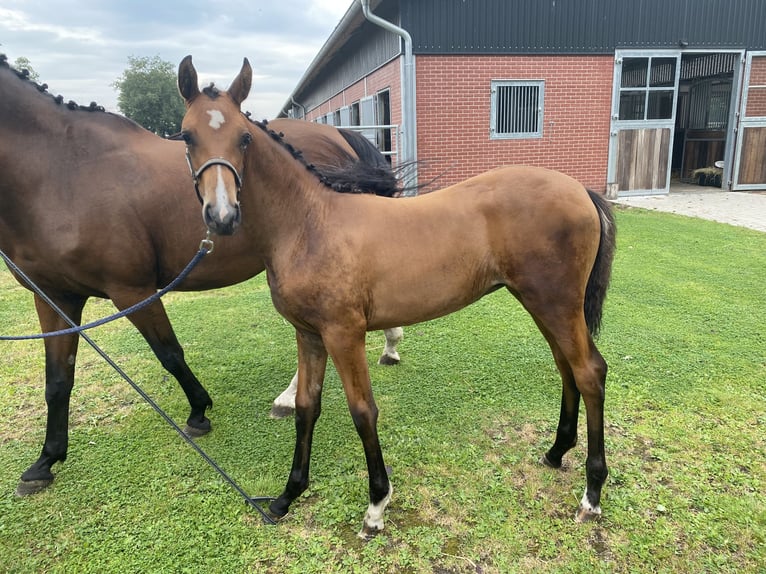Westfaal Merrie 1 Jaar 155 cm Bruin in Gronau (Westfalen)