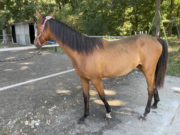 Westfaal Merrie 1 Jaar 155 cm Bruin in Gronau (Westfalen)