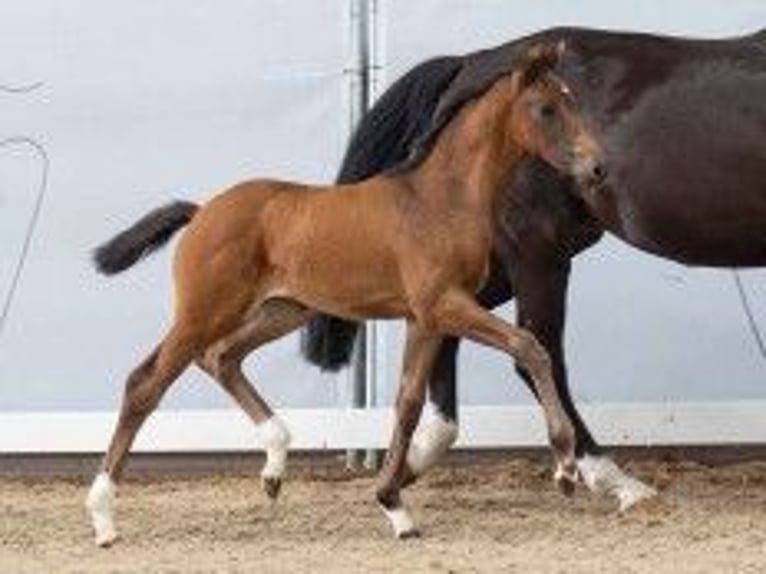 Westfaal Merrie 1 Jaar 163 cm Bruin in Neresheim