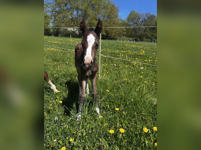 Westfaal Merrie 1 Jaar 164 cm Donkerbruin in Siegen