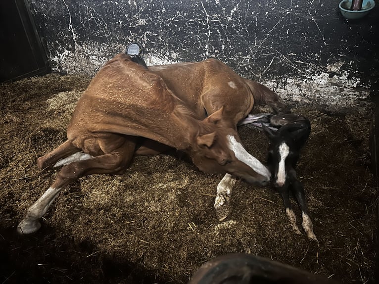 Westfaal Merrie 1 Jaar 164 cm Donkerbruin in Siegen