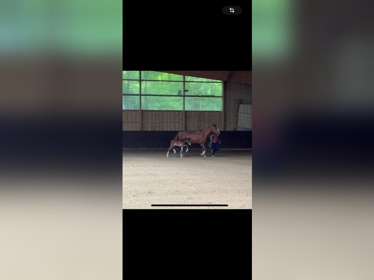 Westfaal Merrie 1 Jaar 164 cm Donkerbruin in Siegen