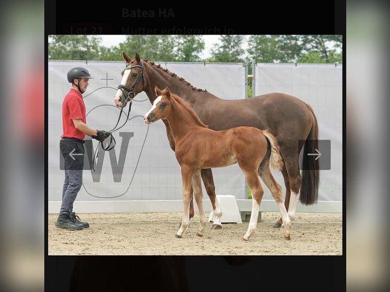 Westfaal Merrie 1 Jaar 168 cm Donkere-vos in Bad Tennstedt