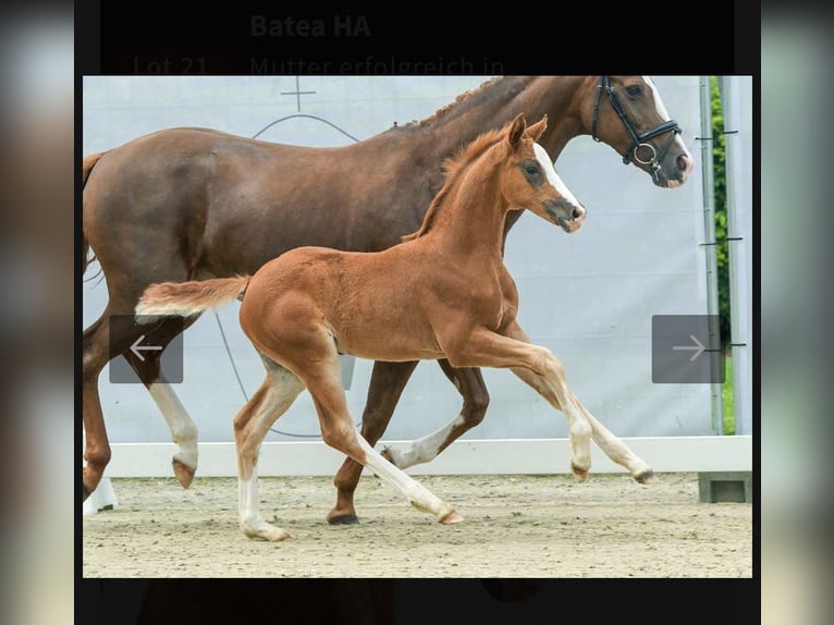 Westfaal Merrie 1 Jaar 168 cm Donkere-vos in Bad Tennstedt