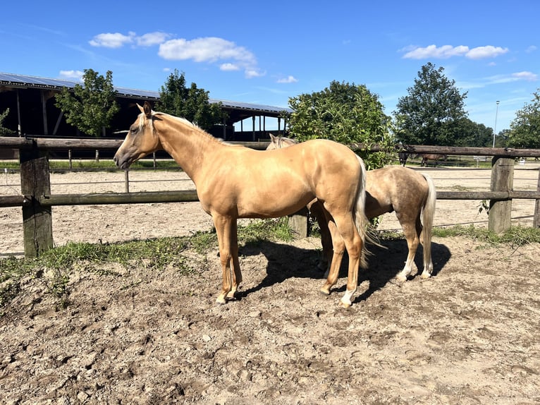 Westfaal Merrie 1 Jaar 168 cm Palomino in Hamburg