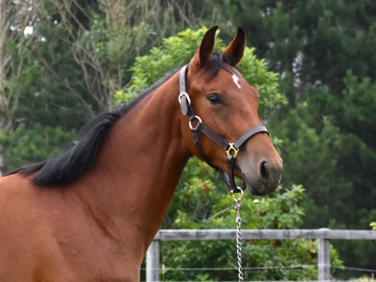 Westfaal Merrie 1 Jaar 168 cm Roodbruin in laterriere