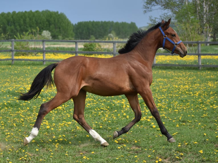 Westfaal Merrie 1 Jaar 168 cm Roodbruin in laterriere