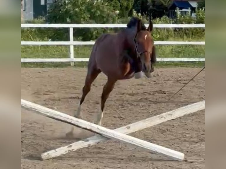 Westfaal Merrie 1 Jaar 168 cm Roodbruin in laterriere