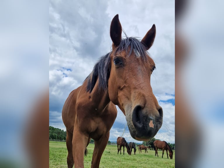 Westfaal Merrie 1 Jaar 170 cm Bruin in Iserlohn