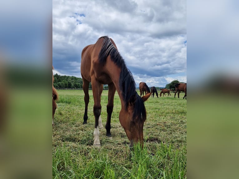 Westfaal Merrie 1 Jaar 170 cm Bruin in Köthen