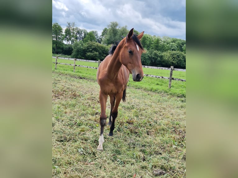 Westfaal Merrie 1 Jaar 170 cm Bruin in Köthen