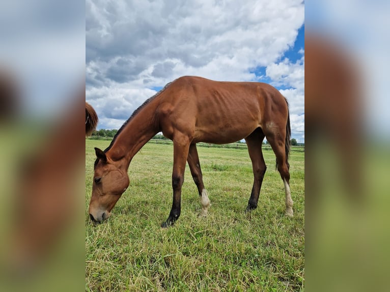 Westfaal Merrie 1 Jaar 170 cm Bruin in Köthen