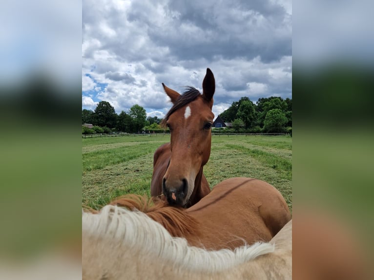 Westfaal Merrie 1 Jaar 170 cm Bruin in Köthen