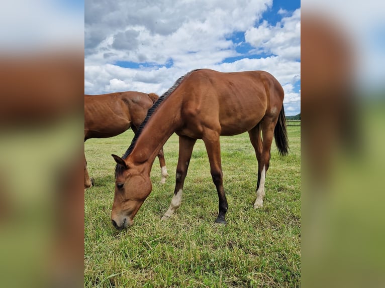 Westfaal Merrie 1 Jaar 170 cm Bruin in Köthen